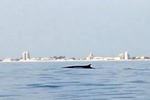 VÍDEO | El segon animal més gran del món es passeja per l'Albufera de València