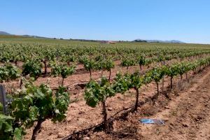 Comienza la vendimia en Valencia: menor producción por la sequía pero con uvas de alta calidad