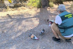 Un final feliz para unos valiosos palomos de competición de Benicàssim que habían sido robados