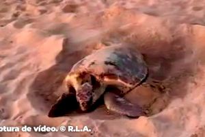 VÍDEO | Gran expectación en la playa de Poniente de Benidorm: aparece una tortuga boba desovando