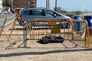 Aparecen en la playa de Burriana los cuerpos de dos delfines