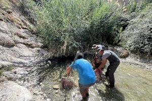 La sequía pone en peligro una especie única: el cachuelo valenciano