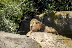 BIOPARC Valencia alerta sobre la situación del león que ha perdido el 90% de población en un siglo