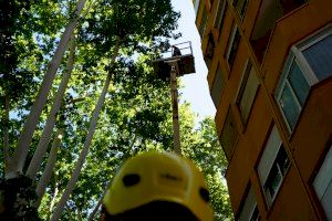 Xàtiva realitza un tractament fitosanitari i una esporga controlada als arbres ornamentals de l’Albereda i l’Avinguda Selgas