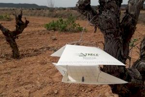 Agricultura ajuda els viticultors a protegir les seues vinyes de l'arna del ram amb un mètode respectuós amb el medi ambient