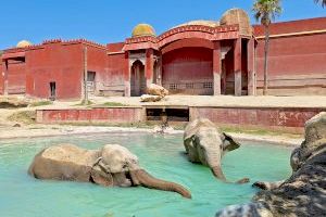 Terra Natura Benidorm se suma al Día Internacional del Elefante para concienciar sobre los problemas de conservación de la especie