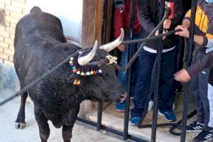 Ya es oficial: Chiva podrá celebrar el Torico de la Cuerda