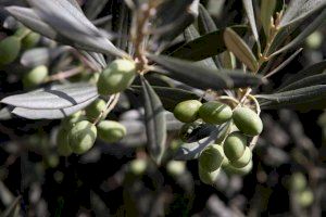 Agricultura ensaya con éxito en Viver un sistema de riego subterráneo para olivos que mantiene la producción y calidad del aceite