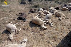 Un ramat d'ovelles beu d'una tolla a Benifaió, comença a convulsionar i moren ipsofacto