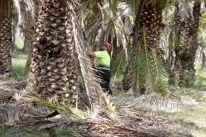 El Ayuntamiento inicia la poda y mantenimiento de especies  arbóreas en Segorbe