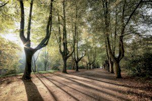 Descubren un regulador que modula el crecimiento de las plantas ante la falta de luz