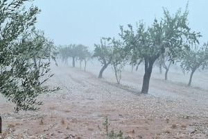 La DANA causa ya daños en almendras, olivos, naranjas y caquis en La Plana Alta y La Ribera