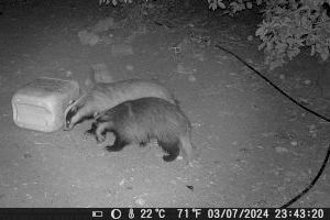 Posa càmeres en la parcel·la i ‘caça’ a un animal poc habitual en un poble de València: “Defecava des de feia anys en el mateix taronger”