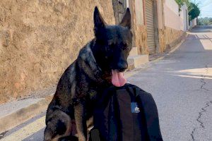 Este es el protocolo a seguir en caso de encontrarte un animal extraviado en Sagunto