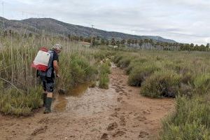 La provincia de Castellón intensifica su plan de prevención contra los mosquitos tras el paso de la DANA