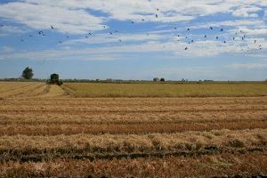 Els agricultors valencians denuncien multes de 12.000 euros per contractar migrants amb papers falsificats