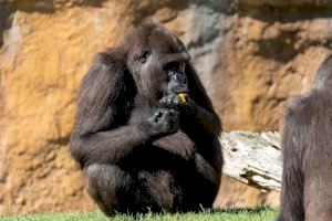 El equipo de cuidado animal de BIOPARC Valencia prepara una fiesta de cumpleaños para la gorila Virunga