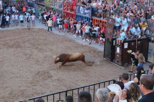 Massiva participació en la primera jornada de bous al carrer de les festes patronals de Nules