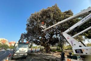 Parcs i Jardins conclou la poda del ficus monumental al costat de les Torres de Serrans