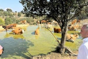 Agricultura suministra 4 millones de litros de agua a 90 explotaciones ganaderas de la Comunitat para garantizar la supervivencia de reses