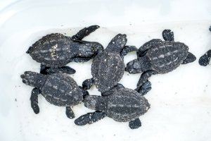 Naixen les primeres tortugues marines a la platja de la Punta de València