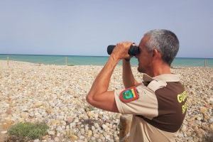 Las charrancitos comunes anidan por tercer año consecutivo en el Paisaje Protegido de la Desembocadura del río Mijares