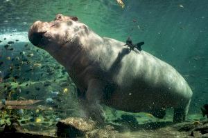 Los dos jóvenes hipopótamos de BIOPARC Valencia ya disfrutan juntos de la impresionante instalación exterior