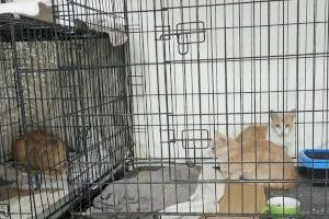 La Diputación concede una subvención de 4.285 € para la “Esterilización de Gatos callejeros” de La Nucía