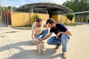 Alcoi mantiene su apuesta por el Albergue Municipal de Animales