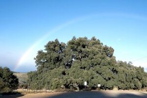 La Comunitat Valenciana és la primera autonomia amb més arbres monumentals protegits d'Espanya