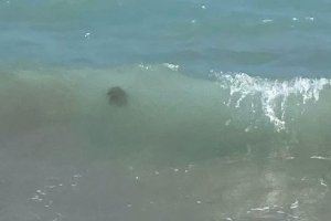 Arribada d'una medusa ou fregit a una platja de Sagunt