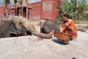 La elefanta Petita de Terra Natura Benidorm celebra su 52º cumpleaños acompañada por más de 4.000 personas