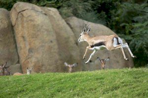 Nacimiento en BIOPARC Valencia del antílope más veloz de África, solo superado por el guepardo