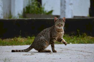 El Ayuntamiento de Crevillent recibe una subvención para la esterilización de gatos callejeros