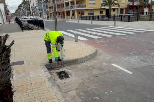 Nules intensifica la lucha contra la plaga de cucarachas