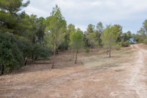 L’Ajuntament de Bocairent destinarà el fons de gestió forestal a habilitar una faixa de seguretat al camí del Sant Crist