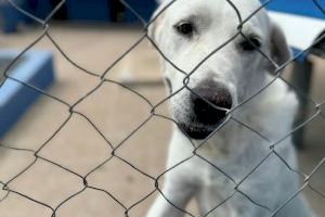 La Generalitat subvencionará el voluntariado para la asistencia y cuidado de los animales de compañía de personas mayores y hospitalizadas