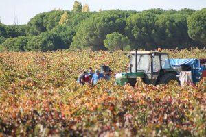 Preocupación entre el sector vitícola de la Comunitat Valenciana: esto es lo que puede ocurrir si no se cumple una ley