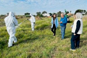 El govern municipal intensifica les labors de prevenció contra el mosquit tigre davant la possible arribada de la gota freda