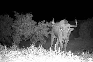 VÍDEO | Fin a la aventura: localizan al toro fugado hace 17 días en Almenara