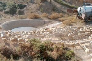 Agricultura suministra en un mes 7 millones de litros de agua a 41 municipios de la Comunitat para garantizar la supervivencia de reses