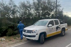 El Ayuntamiento de Oropesa actúa de forma urgente para controlar plagas en la playa de La Concha: estas son las calles afectadas