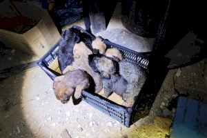 Un vecino de Crevillent baja a tirar la basura y se encuentra con ocho cachorros hacinados en un contenedor