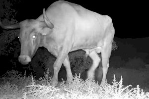 Final tràgic per al bou fugit d'Almenara: troben mort a l'animal