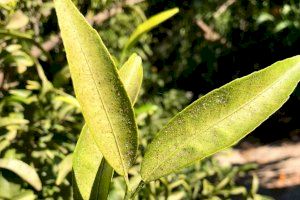 El adiós al Hexitiazox y al Clofentezin supone una bomba de relojería: qué son y por qué los agricultores valencianos se muestran alertados