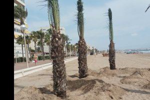 La playa de Urbanova de Alicante dispone de más espacios de sombra con nuevas islas de palmeras en la arena