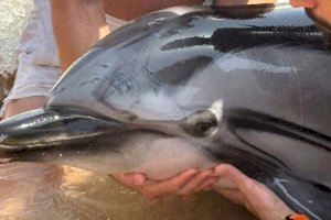 Troben un dofí encallat en una platja de Guardamar del Segura: què fer si et trobes este animal?