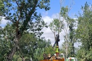 Burriana impulsa la millora ambiental en el Clot de la Mare de Déu amb la neteja i abatiment d'arbres morts