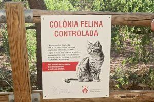 Vilafamés crea un plan de gestión y control de colonias felinas