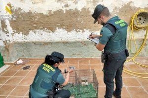 La Guardia Civil investiga a un cazador furtivo de tórtolas turcas en Valencia